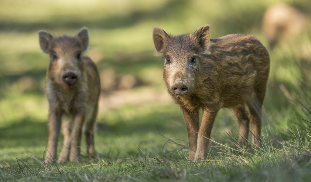 Две маленькие дикие свиньи стоят на зеленой траве