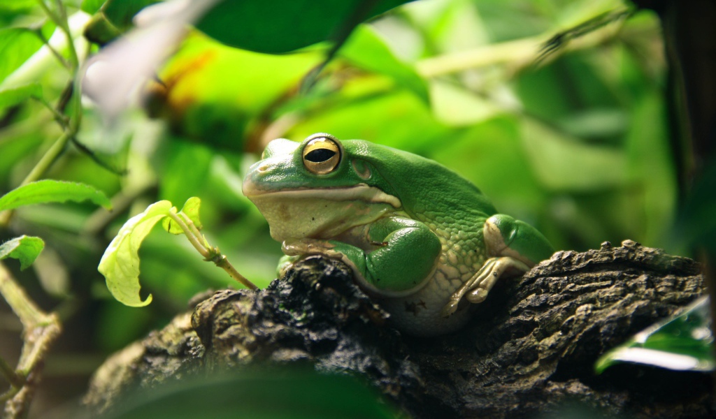 Большая зеленая лягушка сидит на коряге 