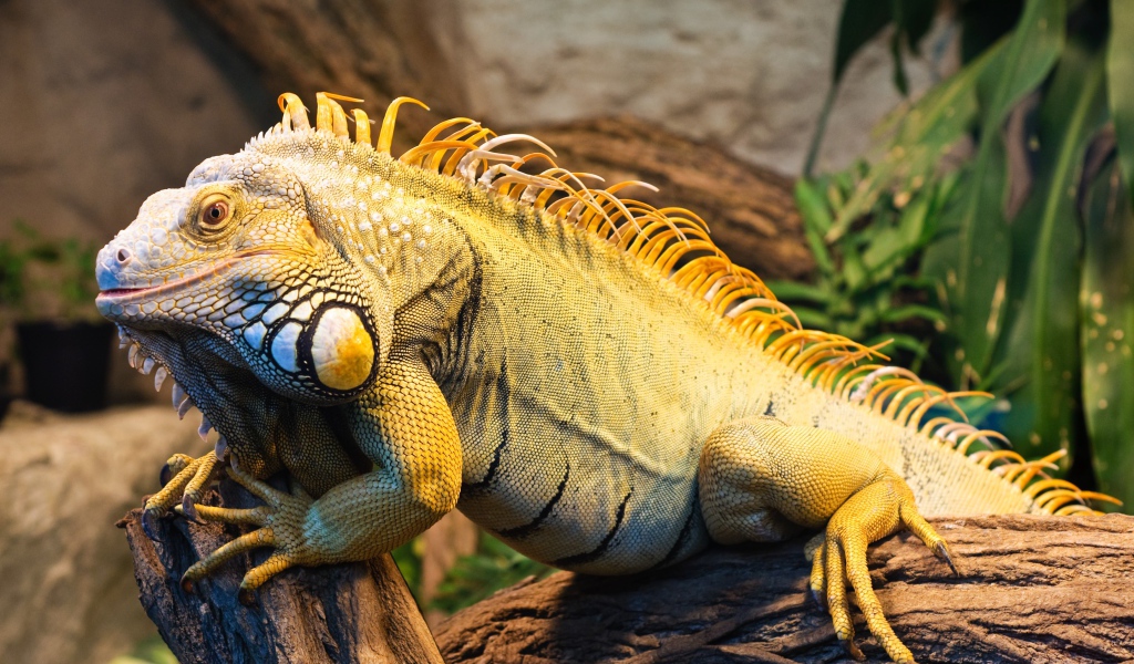 Большая игуана сидит на дереве