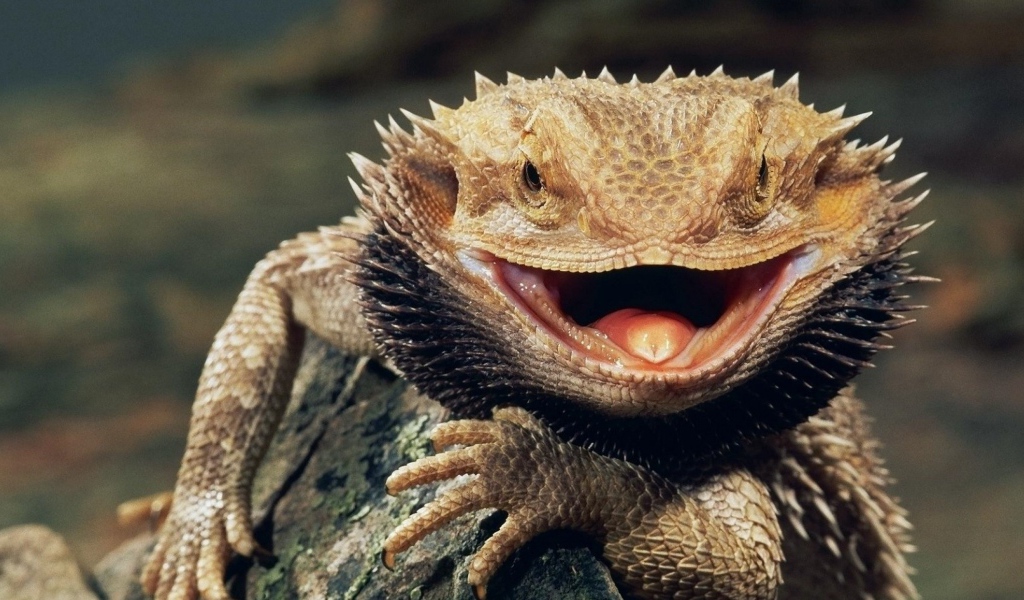 Бородатая ящерица с открытым ртом