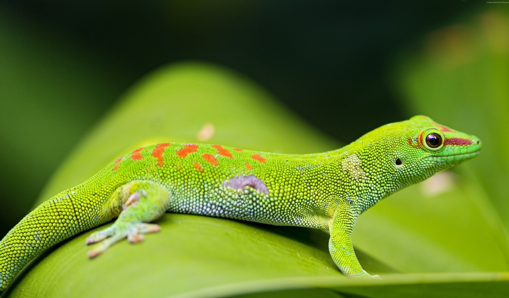 Красивый зеленый геккон на зеленом листе