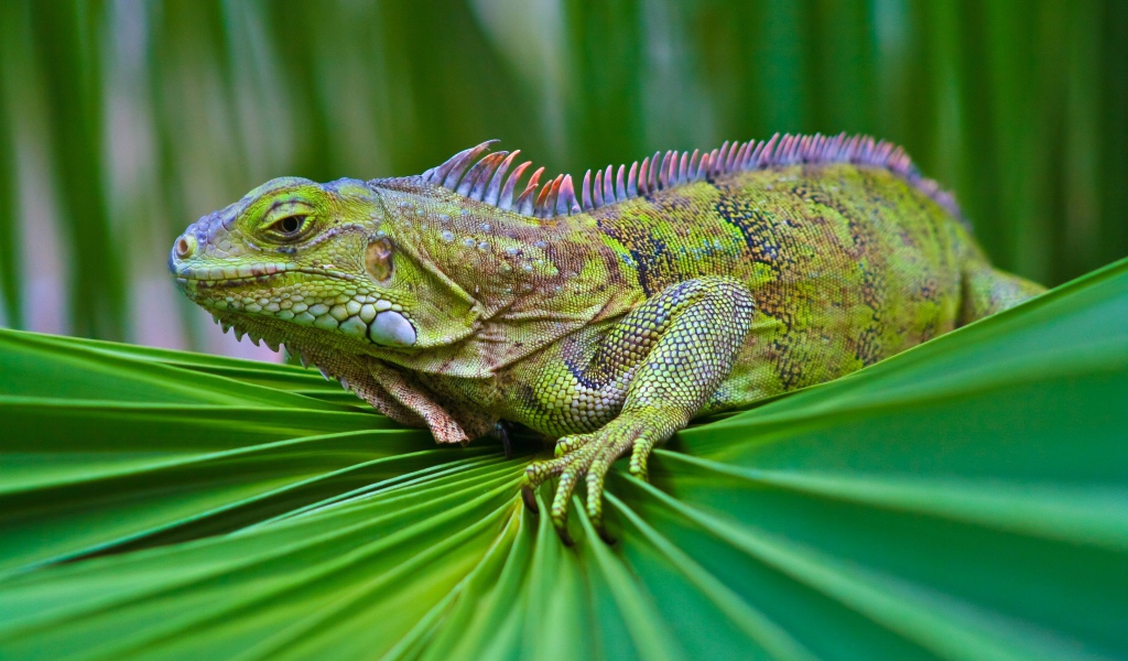 Красивая зеленая игуана сидит на зеленом листе