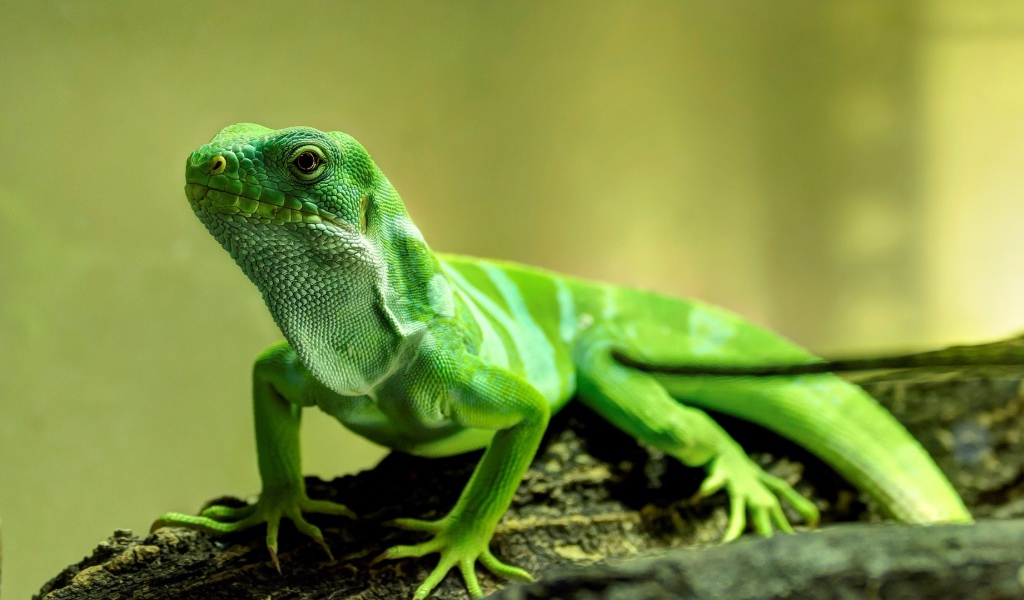 Красивая зеленая ящерица крупным планом 