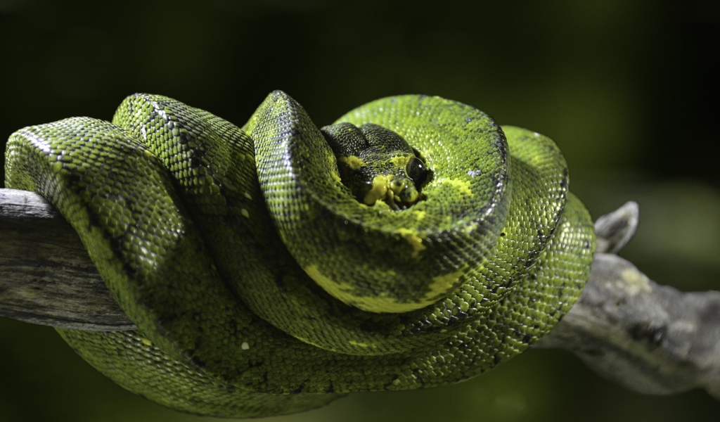 Красивый зеленый питон на ветке дерева