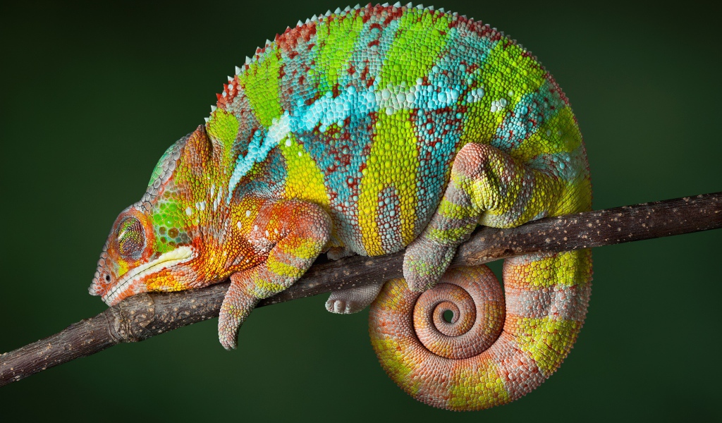 Красивый разноцветный хамелеон сидит на ветке