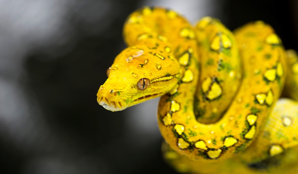 Красивая желтая змея