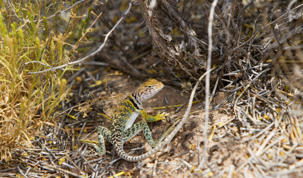 Ошейниковая пустынная игуана в сухих ветках
