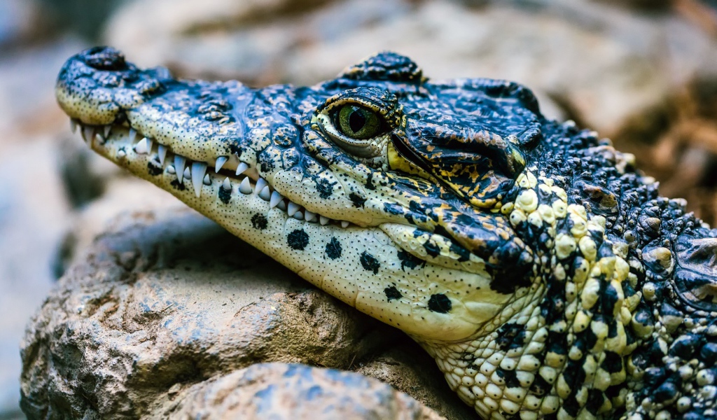 Крокодил отдыхает на камне 