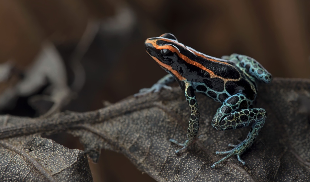 Лягушка сетчатый древолаз сидит на сухом листе