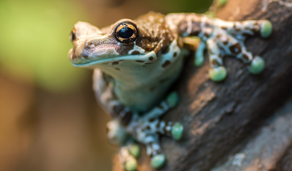 Лягушка на дереве крупным планом 
