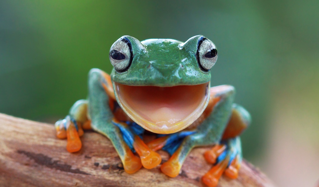 Забавная зеленая лягушка с открытым ртом