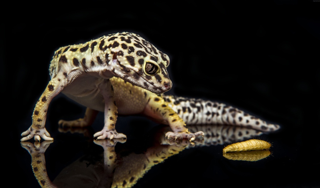 Геккон охотится на гусеницу на черном фоне