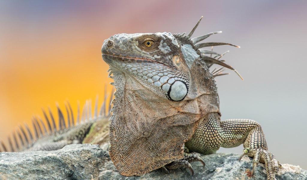 Серая игуана отдыхает на камне 