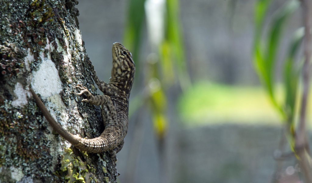 Серая ящерица на дереве 