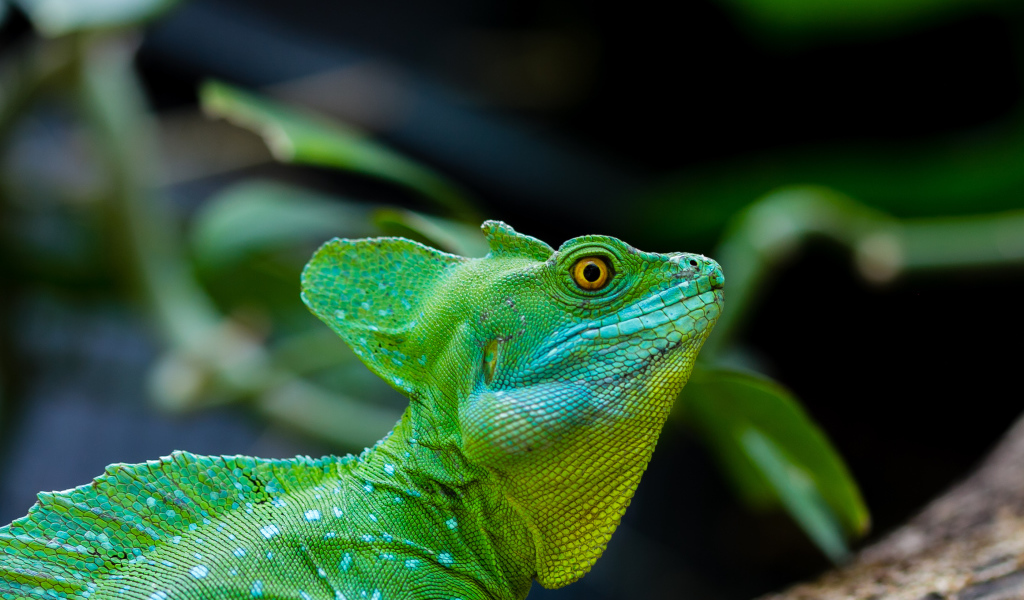 Зеленый ящер василиск с желтыми глазами 