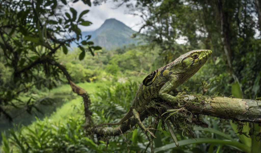 Зеленая большая ящерица на ветке дерева