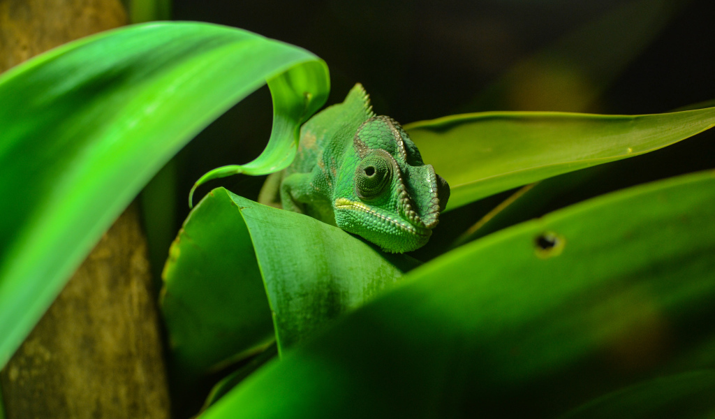 Зеленый хамелеон спрятался в зеленых листьях 