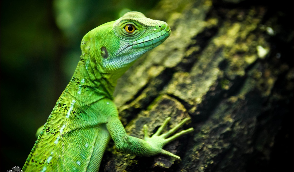 Зеленая ящерица с желтыми глазами на дереве 