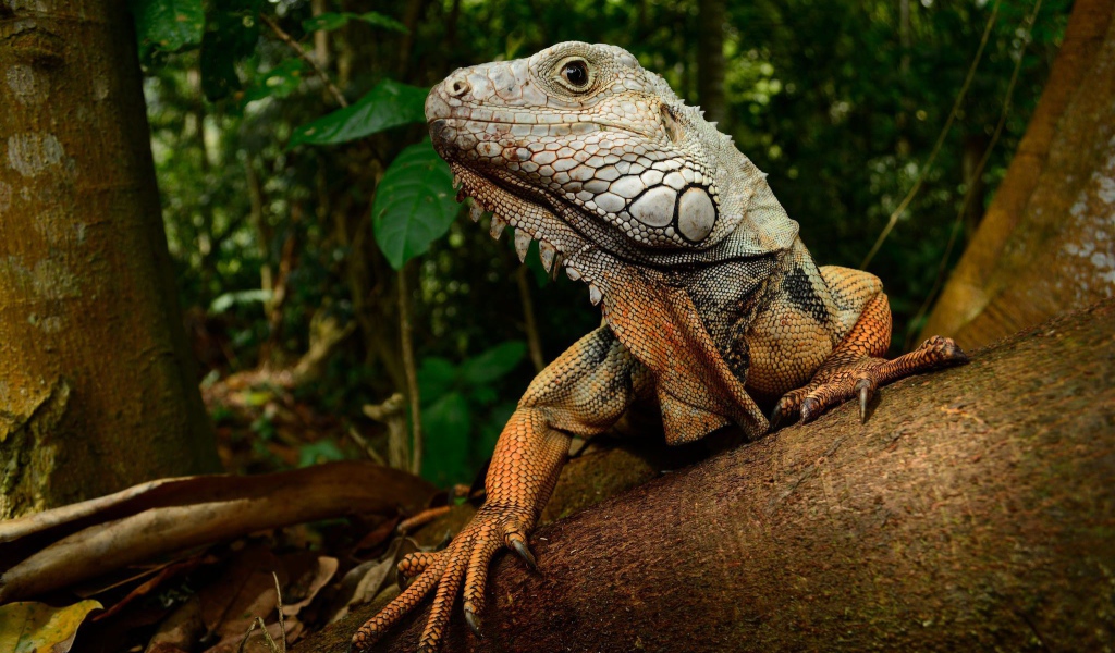 Большая игуана на стволе дерева