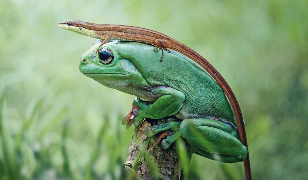 Ящерица сидит на большой зеленой лягушке 