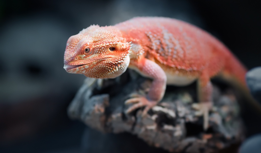 Оранжевая бородатая агама сидит на камне 