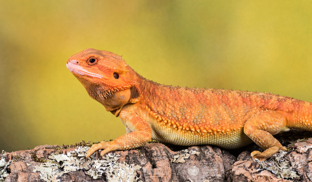 Оранжевая ящерица сидит на камне