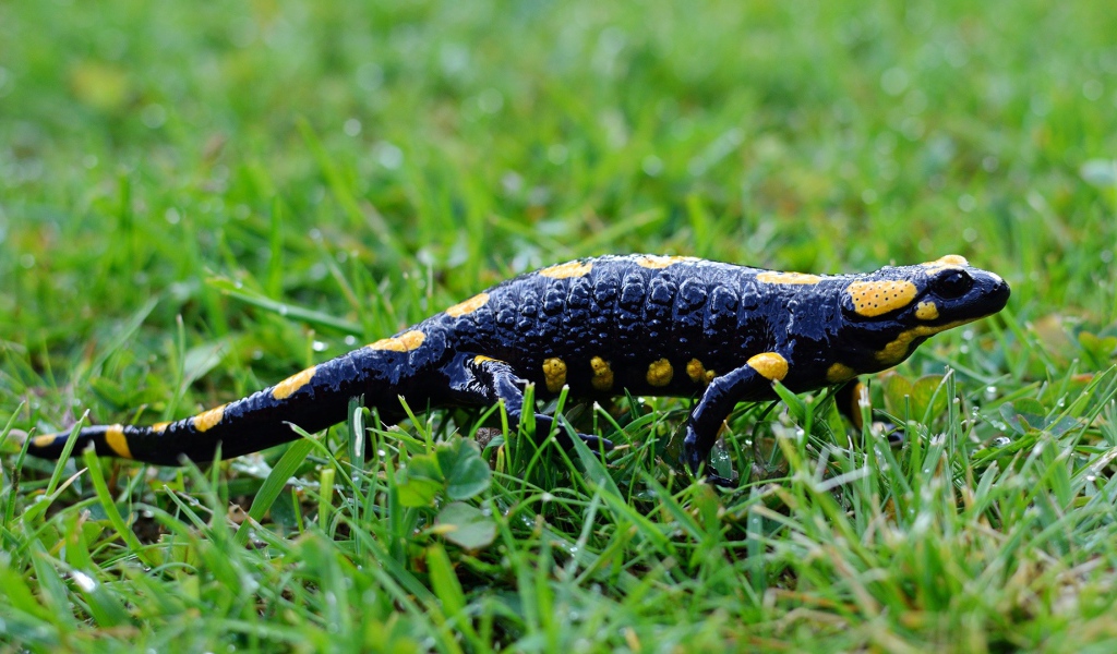 Саламандра на мокрой зеленой траве 