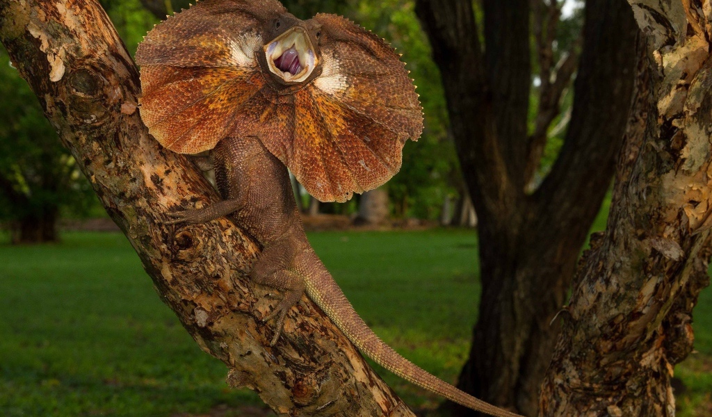 Грозная Плащеносная ящерица на дереве