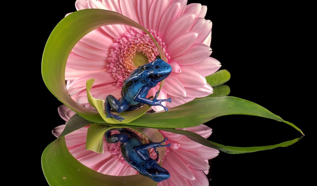 Синяя лягушка и герберы отражены в зеркальной поверхности стола