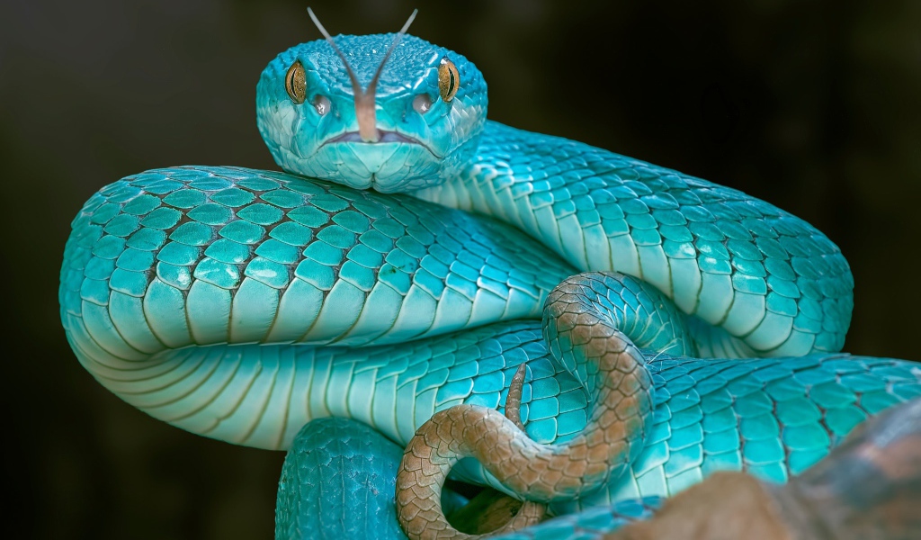 Змея голубого цвета высунула язык