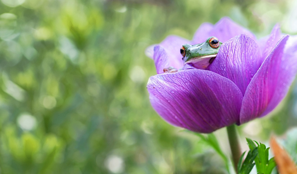 Лягушка сидит в сиреневом цветке 