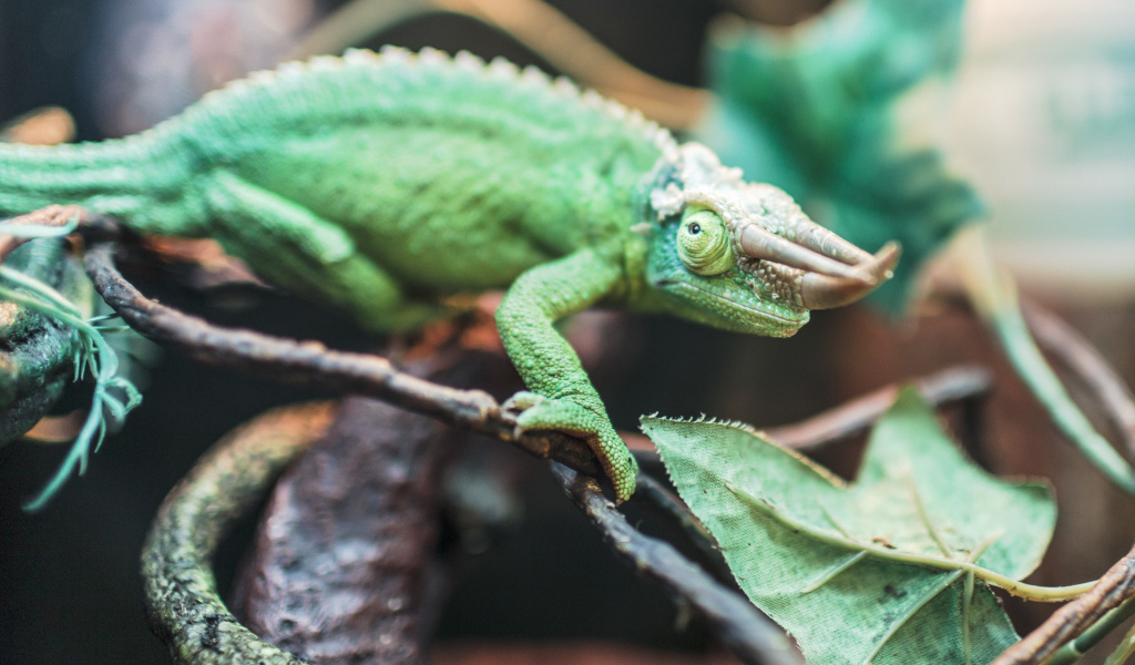 Зеленый хамелеон Джексона на ветке 