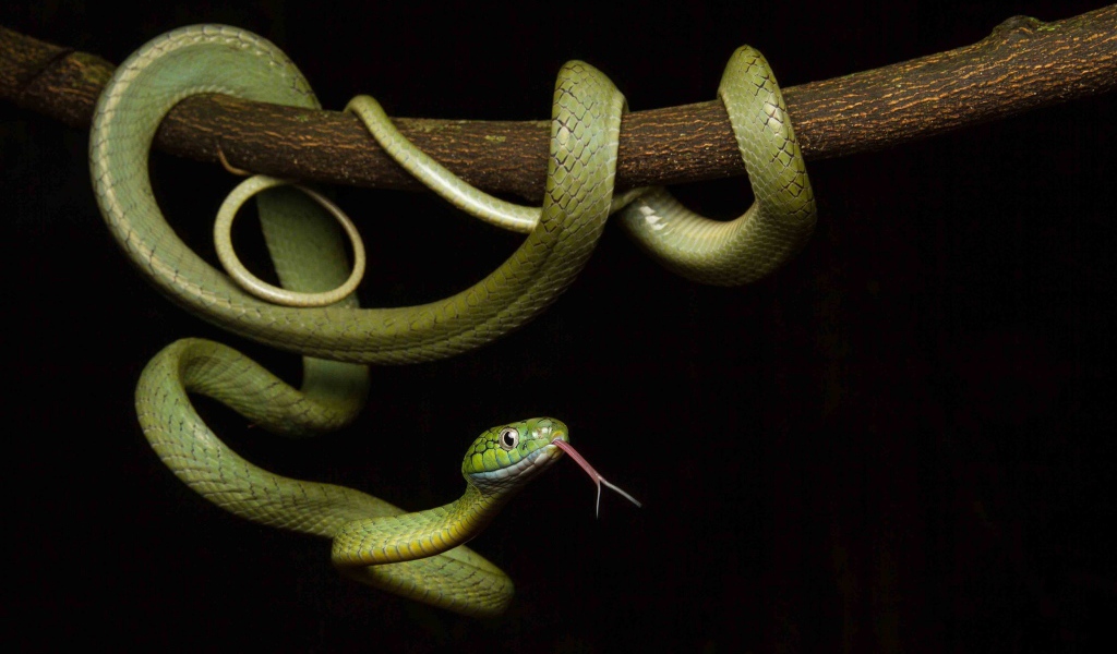 Зеленая змея с высунутым языком обвилась на ветке дерева