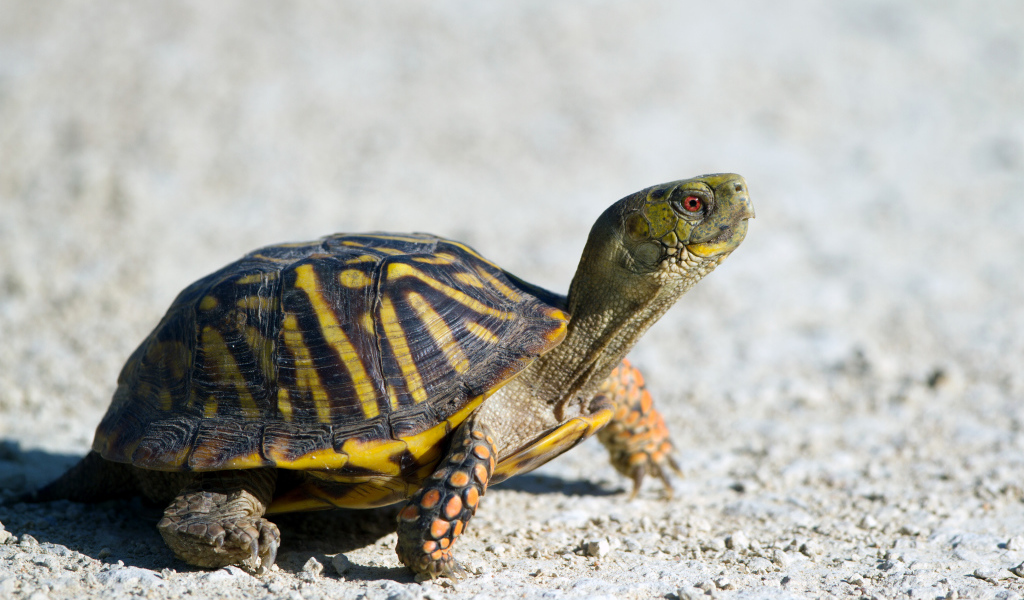 Черепаха идет по дороге 