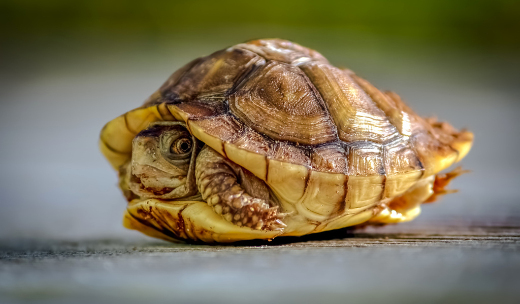 Черепаха спряталась в панцире крупным планом