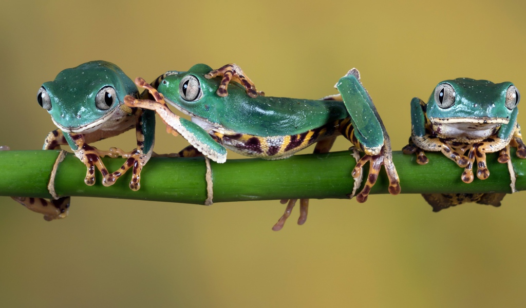 Три зеленые лягушки сидят на зеленой ветке