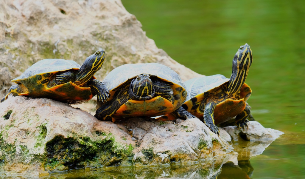 Три черепахи на камне у водоема 