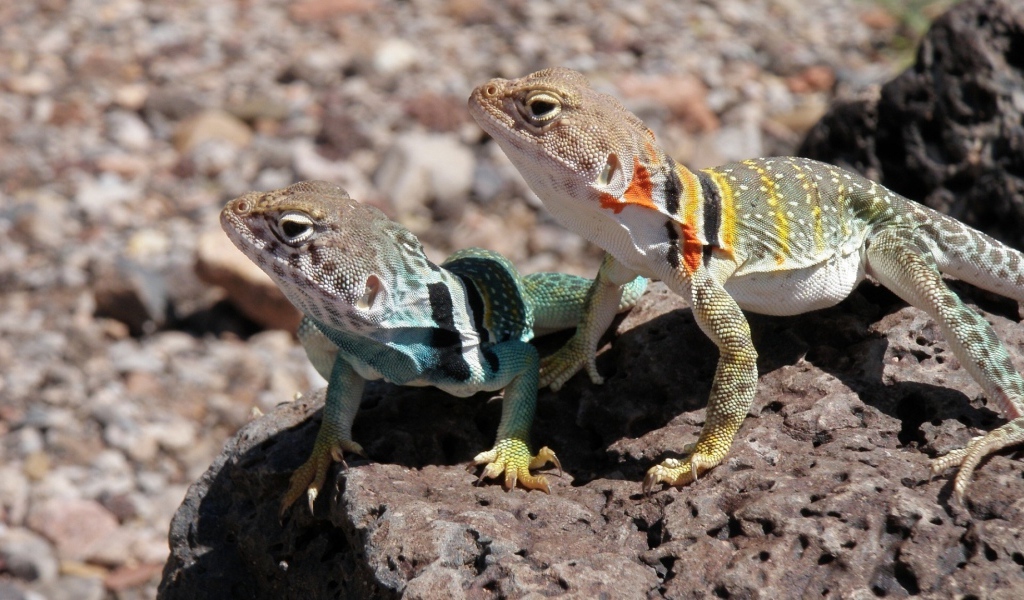 Две ошейниковые пустынные игуаны на камне 