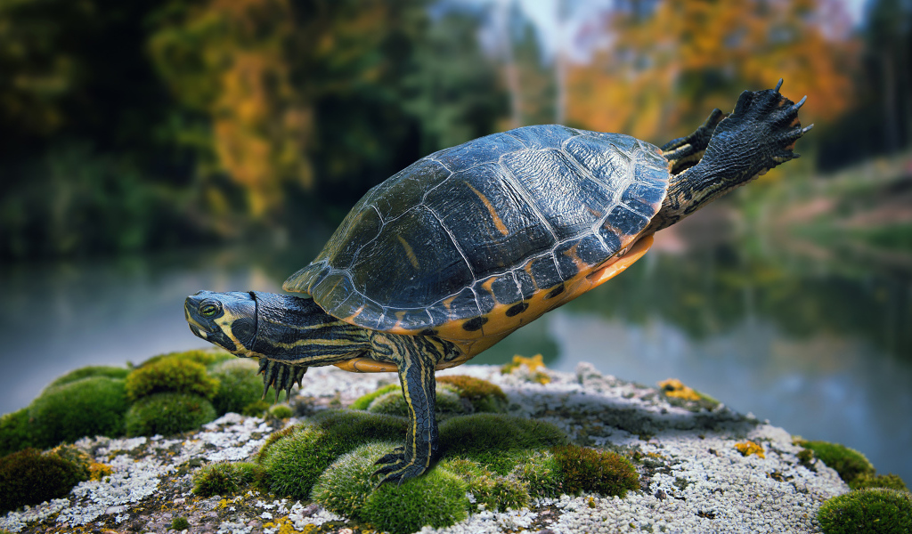 Красивая черепаха делает гимнастику на камне  