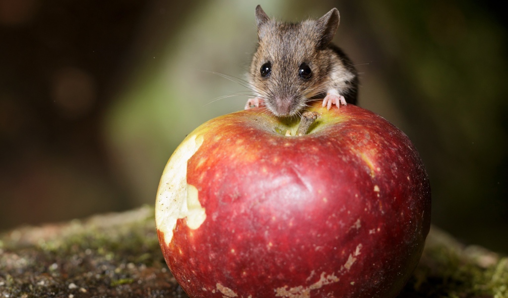 Маленький мышонок сидит на большом красном яблоке 