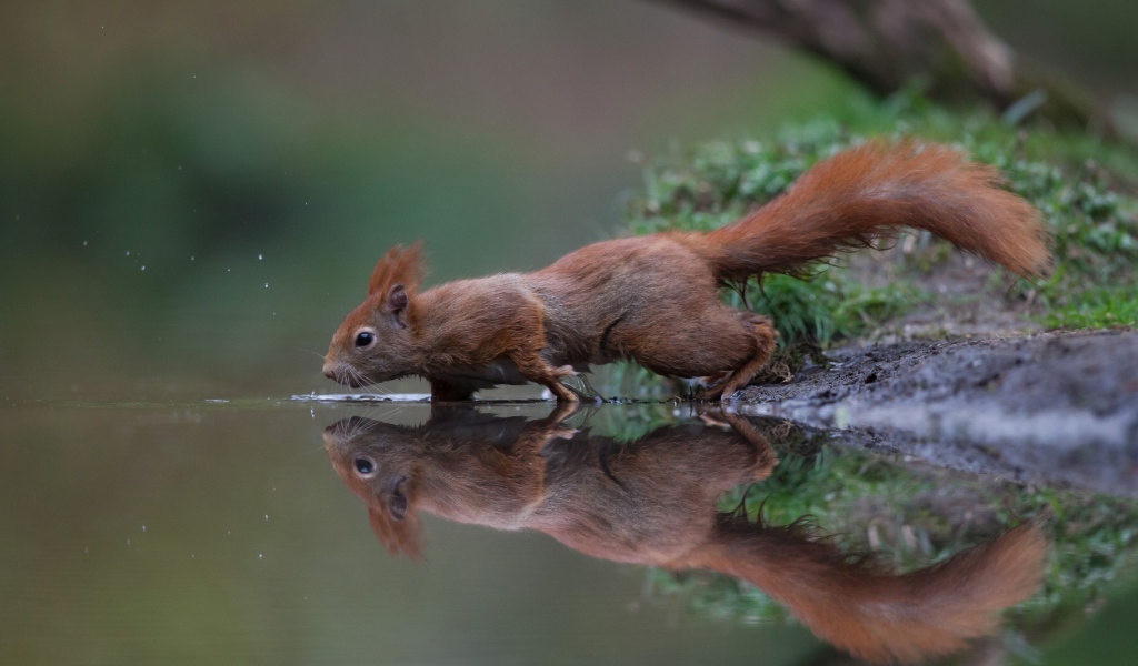 A small red squirrel near the water