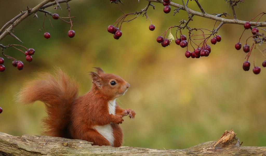 Маленькая белка сидит на ветке с красными ягодами