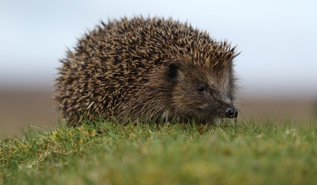 Большой колючий ежик в зеленой траве 
