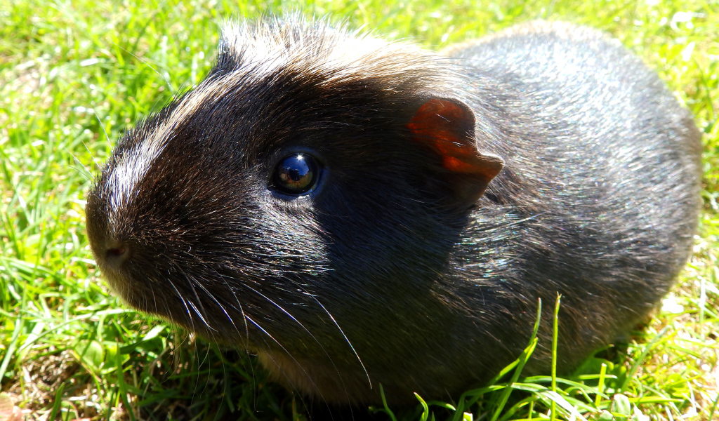 Black Guinea Pig on the Green Grass