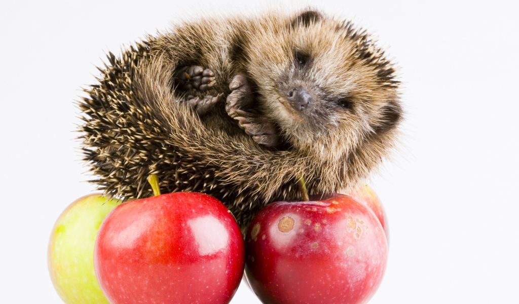 Cute hedgehog with apples on a white background