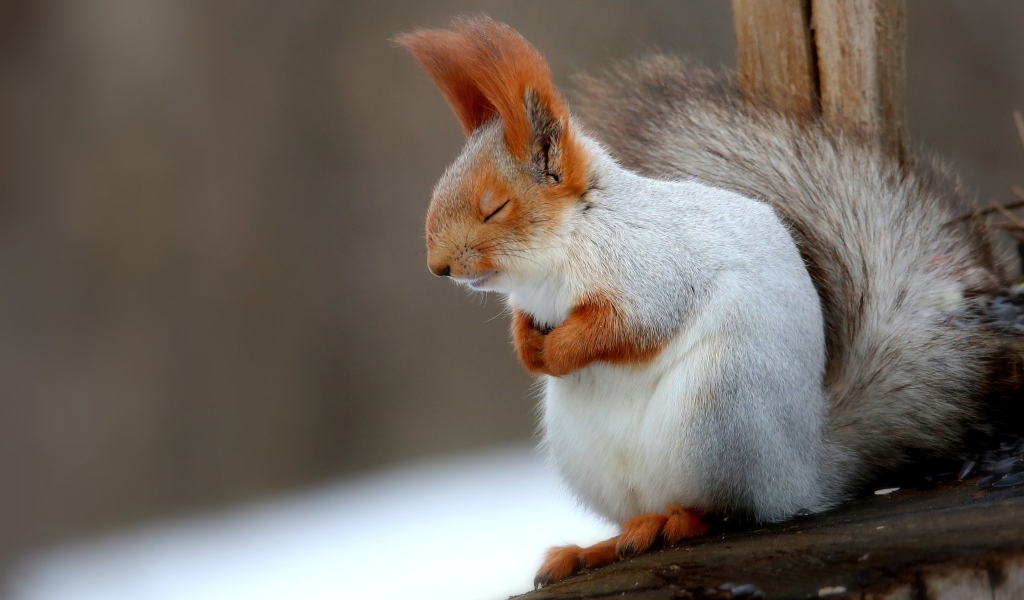 Fluffy gray squirrel sleeping on a branch