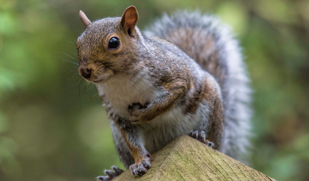 Забавная любопытная белка крупным планом