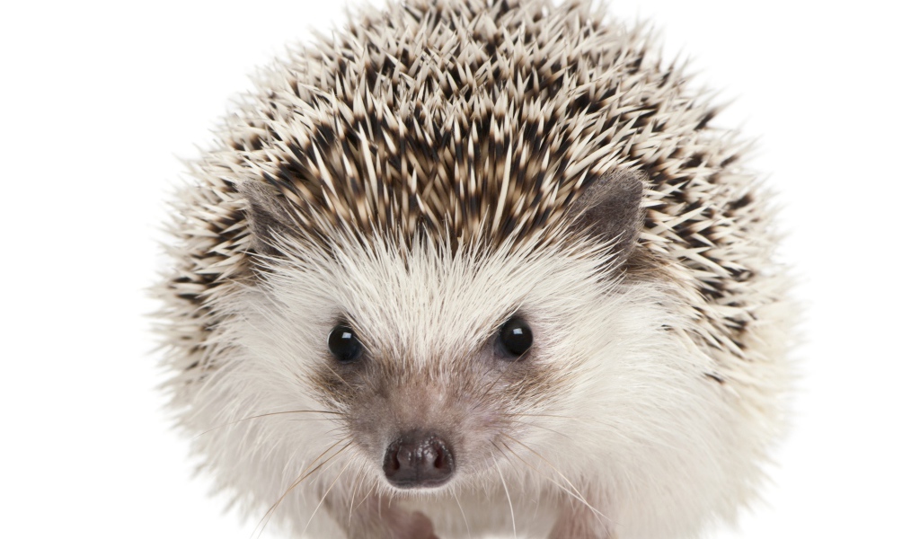 Забавный еж крупным планом на белом фоне