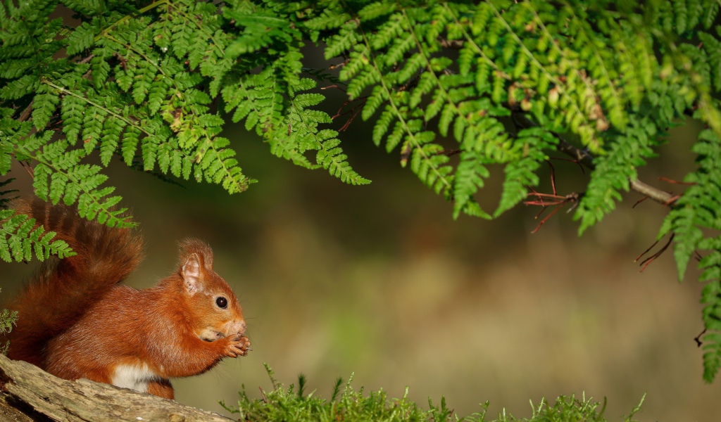 Рыжая белка сидит под зеленой веткой