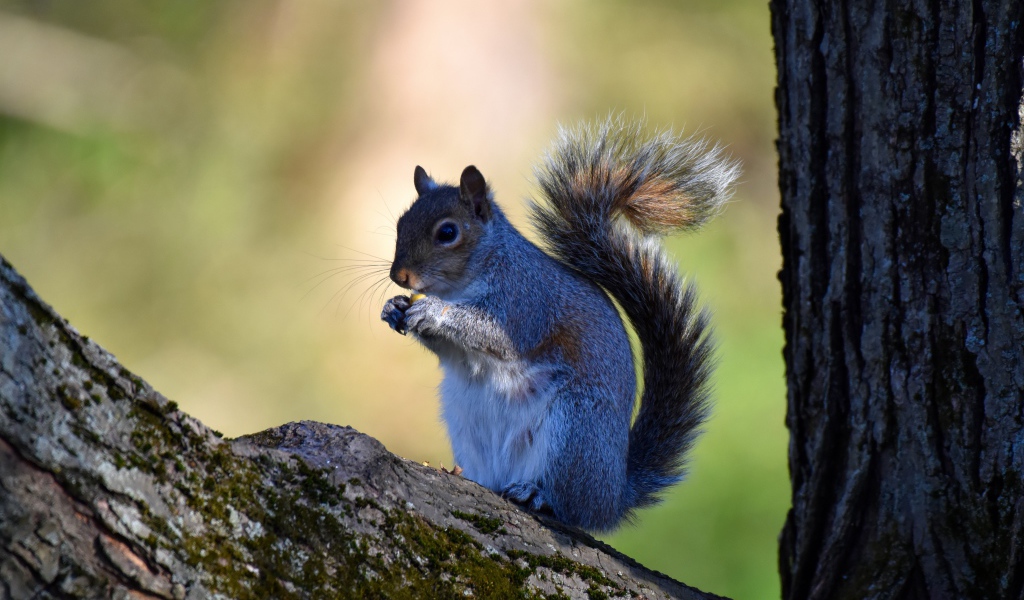 Маленькая белка с орехом на дереве 